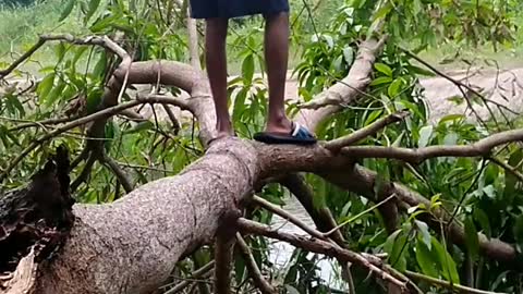 Walk on a tree?