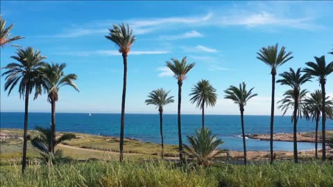palm trees on the beach coastal hike in spain mediterranean sea sailing boat aerial