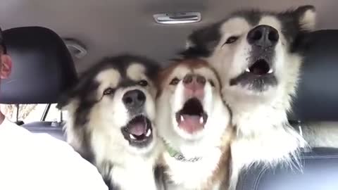 Dogs Drive To Groomer, But When Their Song Comes On They ‘Harmonize’ In Hilarious Manner ...