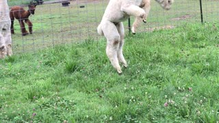 Fluffy Alpaca's Playing Together