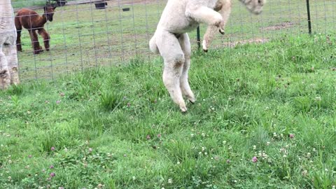 Fluffy Alpaca's Playing Together