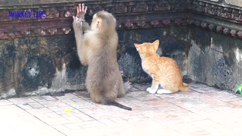 WHOLESOME!! CAT AND MONKEY LIVING TOGETHER