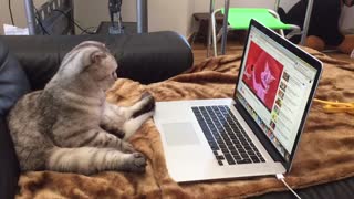 Cat sits upright to watch cartoons on laptop