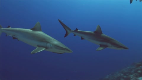 Grey Reef Sharks on a Coral Reef - Underwater Life