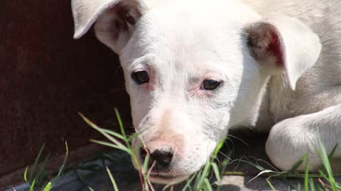 Close look of whitesh puppy