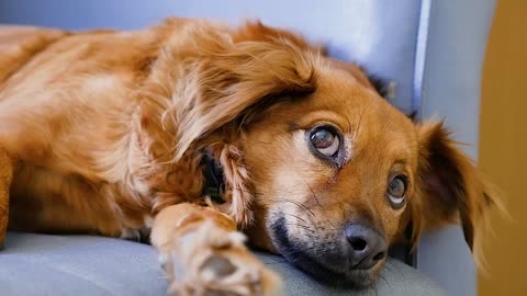 cutest dog eyes ever!! irresistible!!!