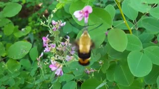 Hummingbird Moth