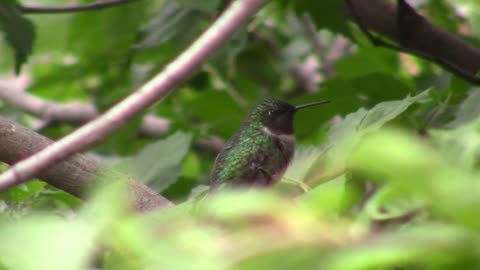 Humming Bird In A Tree