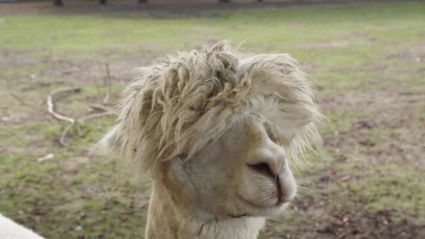 Alpaca con peculiar estiló de peinado.