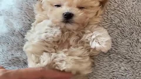 Mini Pomeranian 🔴 Funny and Cute Pomeranian Videos | Funny Puppy Videos 2021