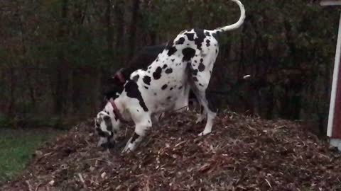 Great Danes Cannot Have Too Mulch Fun