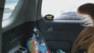 Doggy Tries to Catch Windshield Wiper