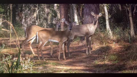Florida's Top 10 Hunting Havens