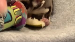 Sugar Glider Gets a Cool New Hat