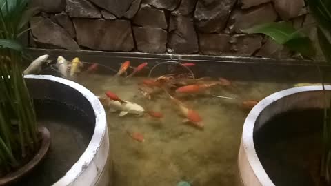 A lot of fishes in the pond