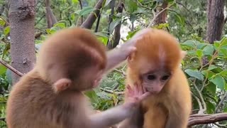 Cute two baby monkeys on the tree