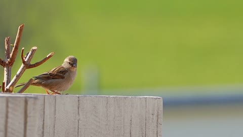 Watch a bird dancing professionally