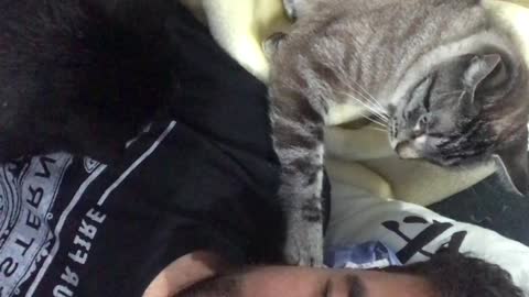 Cat Swats Other Cat for Pat