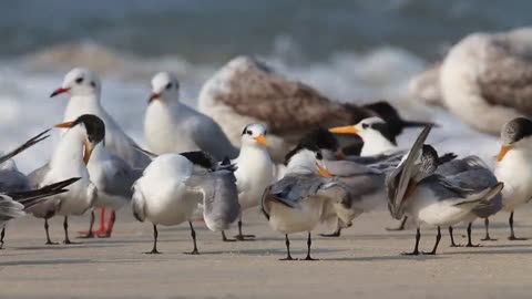 Wings of Beauty: The Enchanting Seaside Birds