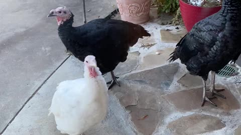 Just A Bunch of Turkeys
