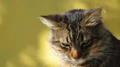 Charming British Cat for kids