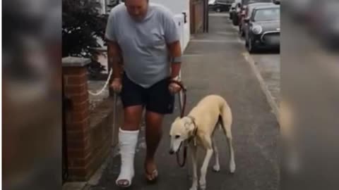 VIDEO: Dog imitates owner limping