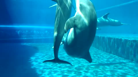 Watch the dolphins mating
