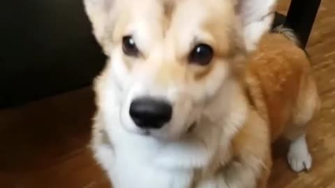 Fearful Corgi Gets Freaked Out By Owner's Weird Noises