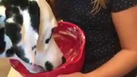 This Pooch Is Quick To Help Young Owner Clean The Mixing Bowl