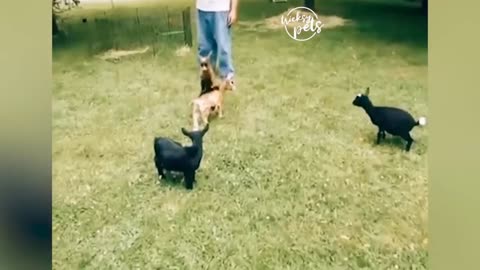 Goat wants attention, he keep on jumping to catch the attention of his brothers to play with her