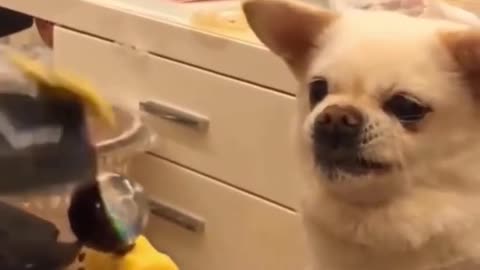 The Cute Dog Teasing 🐶