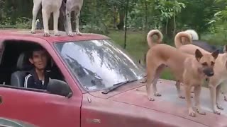 Dogs Hitch a Ride on Pick-Up Hood
