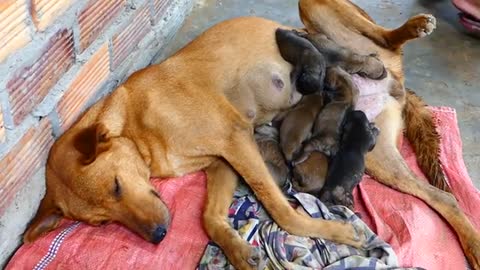 Helping Newborn puppies suck milk young mother Lovely 7 puppies - Amazing Pets