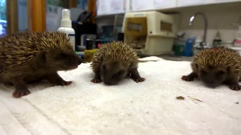 Cute baby hedgehogs sneezing