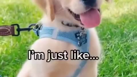 Cute Puppy Shorts DogTraining