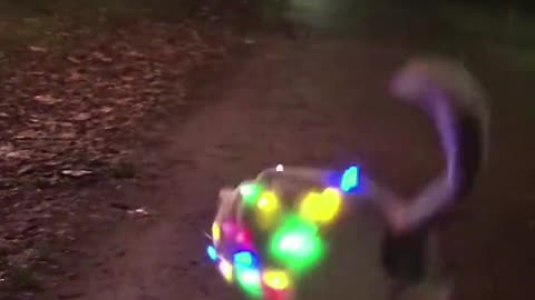 Dog dance with music and colour full lights