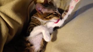 Little Cat Grooming Himself ASMR