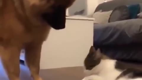 Dog vs Cat. Is you cat possessive?