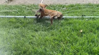 Rescuing a Fox Tangled in a Soccer Net