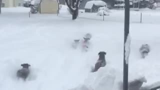 Dogs Love Playing in Snow