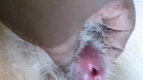 Maggots removal from German Shepard dog In penis