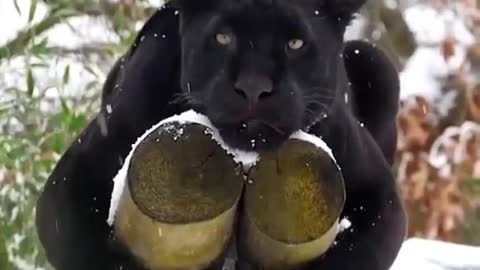 black Panther watching