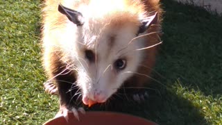 Little olive eating her mid afternoon snack