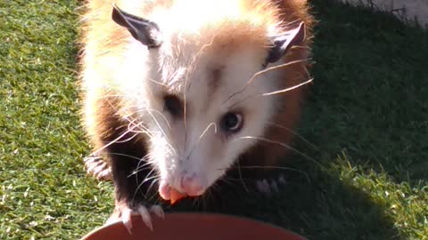 Little olive eating her mid afternoon snack