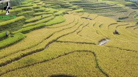 Y Ty - Ngai Thau rice season | lao cai - viet nam