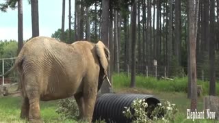 Elephant Sanctuary Just Being