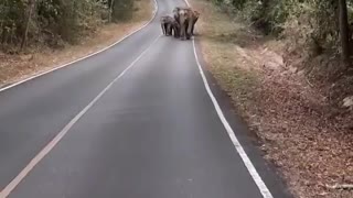 Herd of Elephants Walking Down Empty Road