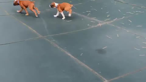 Brokers running around the covered pool