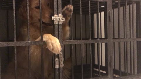 This Pup Shows She Is Quite The Escape Artist