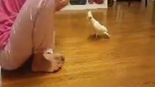 Parrot Dancing- THE WHIP!